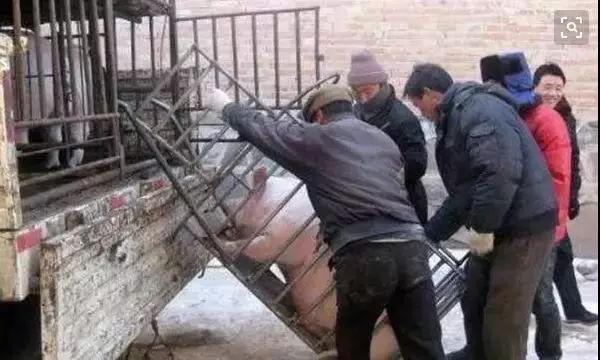  猪价持续低迷，广东触发一级预警；国家收储启动，市场信心何时恢复。 股票财经 猪价持续低迷，广东触发一级预警；国家收储启动，市场信心何时恢复。 股票财经 猪价持续低迷，广东触发一级预警；国家收储启动，市场信心何时恢复。 股票财经 猪价持续低迷，广东触发一级预警；国家收储启动，市场信心何时恢复。 股票财经 猪价持续低迷，广东触发一级预警；国家收储启动，市场信心何时恢复。 股票财经