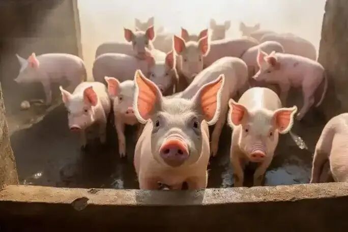  猪价持续低迷，广东触发一级预警；国家收储启动，市场信心何时恢复。 股票财经 猪价持续低迷，广东触发一级预警；国家收储启动，市场信心何时恢复。 股票财经 猪价持续低迷，广东触发一级预警；国家收储启动，市场信心何时恢复。 股票财经 猪价持续低迷，广东触发一级预警；国家收储启动，市场信心何时恢复。 股票财经 猪价持续低迷，广东触发一级预警；国家收储启动，市场信心何时恢复。 股票财经