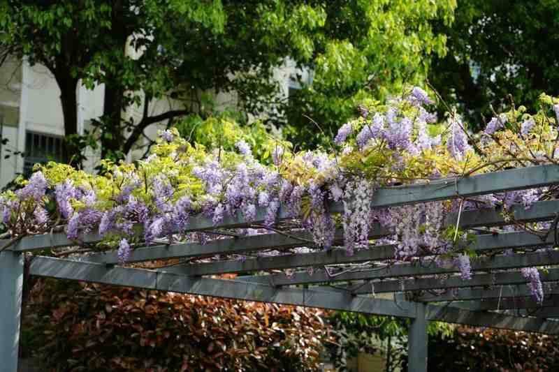  嘉定紫藤绽放背后的气象密码：技术视角下的花期预测与园林养护 文化旅游 嘉定紫藤绽放背后的气象密码：技术视角下的花期预测与园林养护 文化旅游