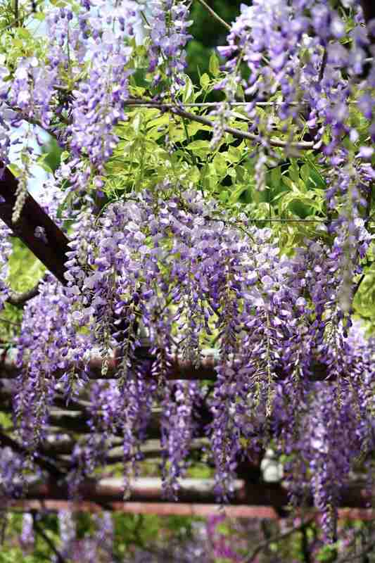  嘉定紫藤绽放背后的气象密码：技术视角下的花期预测与园林养护 文化旅游 嘉定紫藤绽放背后的气象密码：技术视角下的花期预测与园林养护 文化旅游