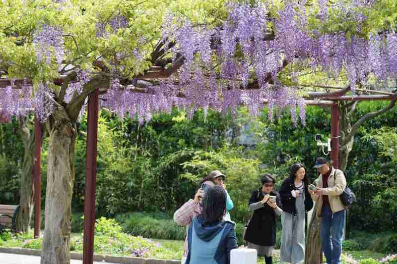  嘉定紫藤绽放背后的气象密码：技术视角下的花期预测与园林养护 文化旅游 嘉定紫藤绽放背后的气象密码：技术视角下的花期预测与园林养护 文化旅游