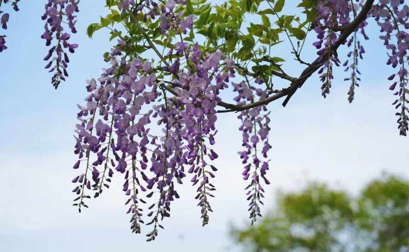  嘉定紫藤绽放背后的气象密码：技术视角下的花期预测与园林养护 文化旅游 嘉定紫藤绽放背后的气象密码：技术视角下的花期预测与园林养护 文化旅游