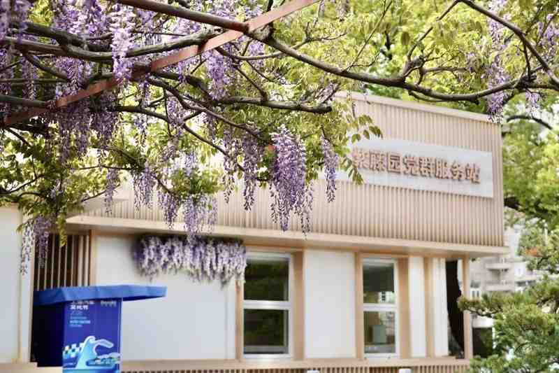  嘉定紫藤绽放背后的气象密码：技术视角下的花期预测与园林养护 文化旅游 嘉定紫藤绽放背后的气象密码：技术视角下的花期预测与园林养护 文化旅游