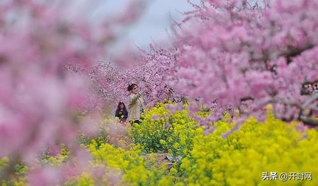  技术解码：尉氏县榆林郭村如何用万亩桃林撬动7万游客流量 文化旅游 技术解码：尉氏县榆林郭村如何用万亩桃林撬动7万游客流量 文化旅游 技术解码：尉氏县榆林郭村如何用万亩桃林撬动7万游客流量 文化旅游