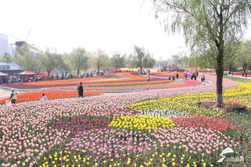  从秦皇河郁金香花展，透视滨州城市精细化管理的底层逻辑 新闻 从秦皇河郁金香花展，透视滨州城市精细化管理的底层逻辑 新闻