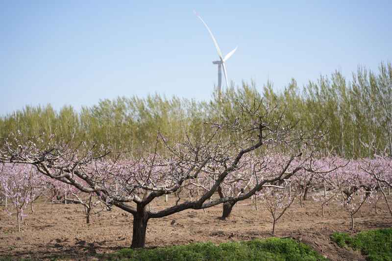  技术赋能乡村文旅：八台港桃花荟AI融合创新的深度解析 文化旅游