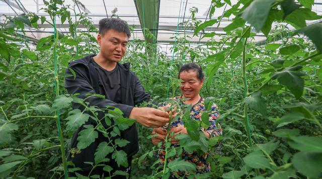  【农业育种技术深度】一粒种子的产业革命：孙华刚的十字花科蔬菜育种方法论 IT技术