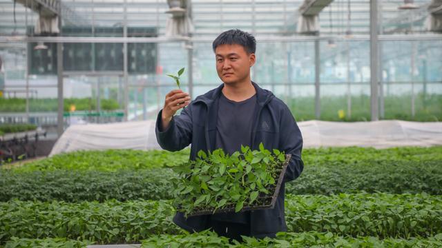  【农业育种技术深度】一粒种子的产业革命：孙华刚的十字花科蔬菜育种方法论 IT技术